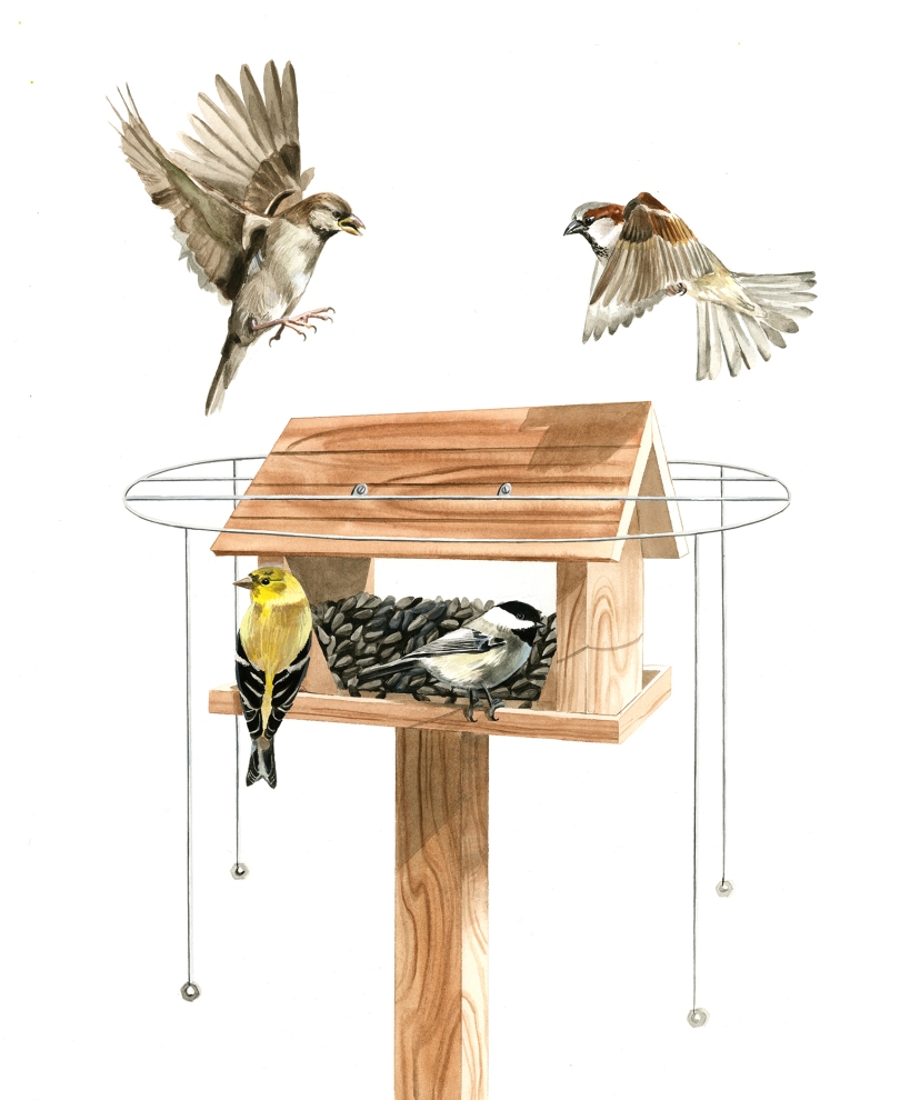 Bird House Feeder Plans